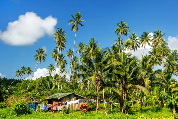 Typický dům v Bouma vesnice obklopené palmami na Taveu — Stock fotografie