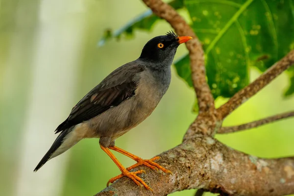 Jungle myna sitzt auf einem Baum auf der Insel Taveuni, Fidschi — Stockfoto