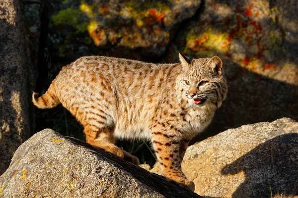 Bir kaya üzerinde Bobcat duran — Stok fotoğraf