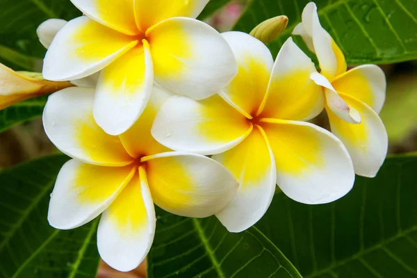 Vita och gula plumeria blommor — Stockfoto