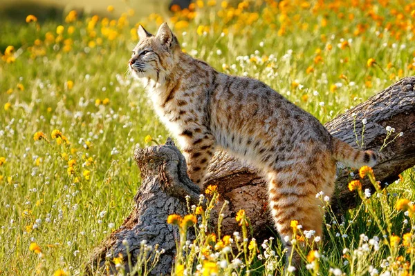 Bobcat de pie sobre un tronco — Foto de Stock