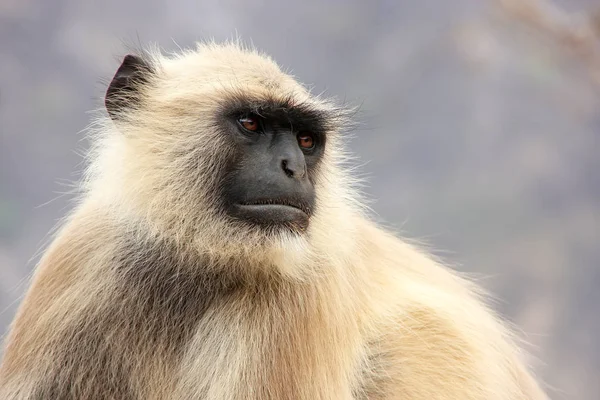 Retrato de langur gris sentado en Amber Fort cerca de Jaipur, Raja — Foto de Stock