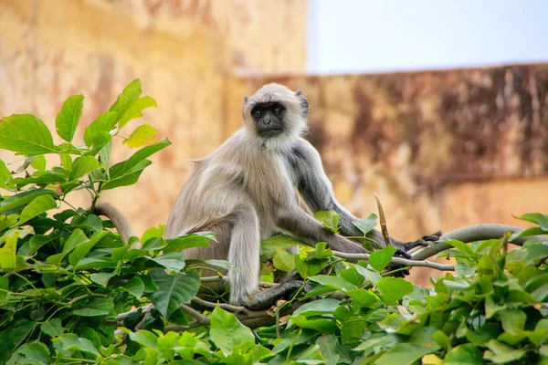 Grijze langur zitten in Jaigarh Fort in de buurt van Jaipur, Rajasthan, Indi — Stockfoto