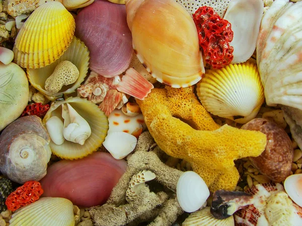 Snäckskal och döda koraller på en strand — Stockfoto