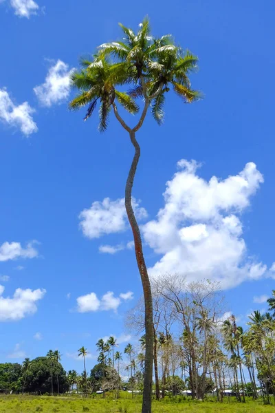 Grotami palmy kokosowej wyspie Tongatapu w Tonga — Zdjęcie stockowe