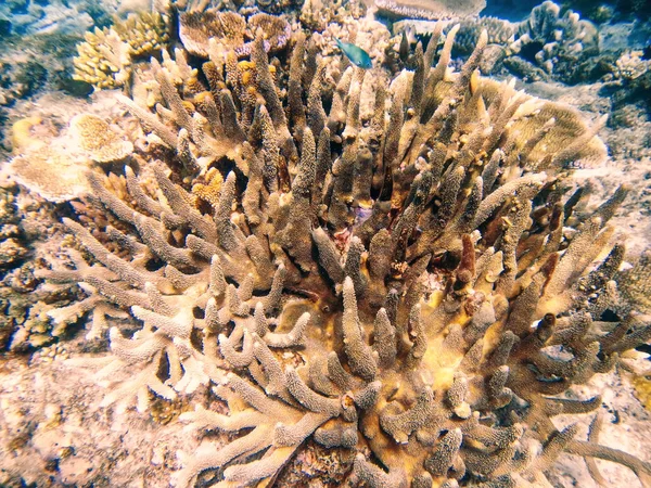 Коралловый риф в проливе Сомосомо у берегов острова Тавуни, F — стоковое фото