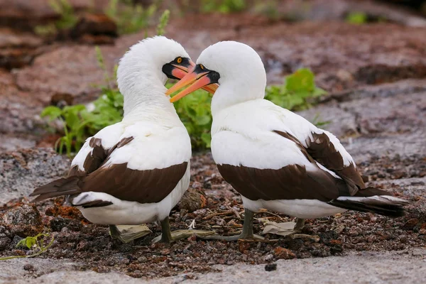 Nazca Peitos (Sula granti) preening uns aos outros — Fotografia de Stock