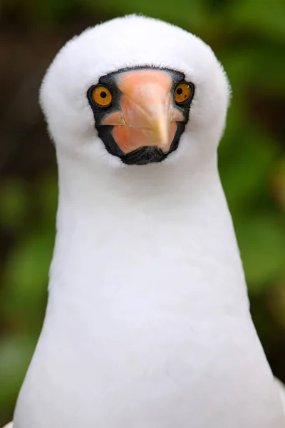 Retrato de Nazca Booby (Sula granti ) — Fotografia de Stock