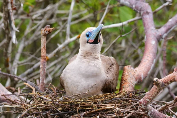 红脚鲣鸟 （苏拉苏拉） 坐在巢上 — 图库照片