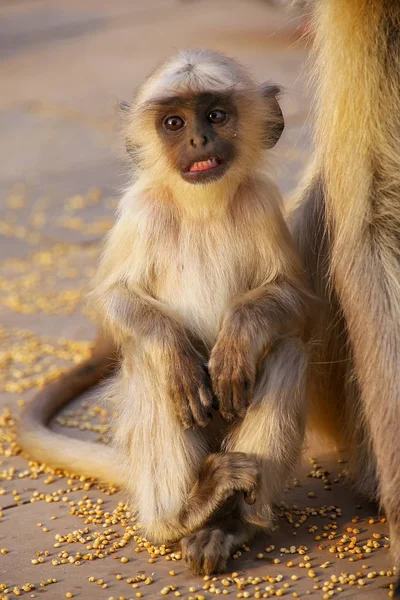 Bebé langur gris sentado en Amber Fort cerca de Jaipur, Rajasthan, I —  Fotos de Stock