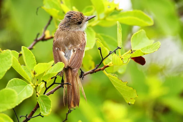 Galapagos flycatcher na ostrově Santiago, národního parku Galapágy — Stock fotografie