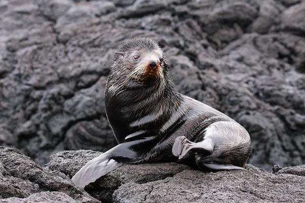León marino peletero de Galápagos en Isla Santiago, Galápagos National Pa — Foto de Stock
