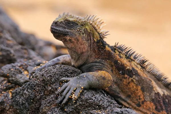 Marine iguana on Santiago Island, Galapagos National Park, Ecuad — Stock Photo, Image