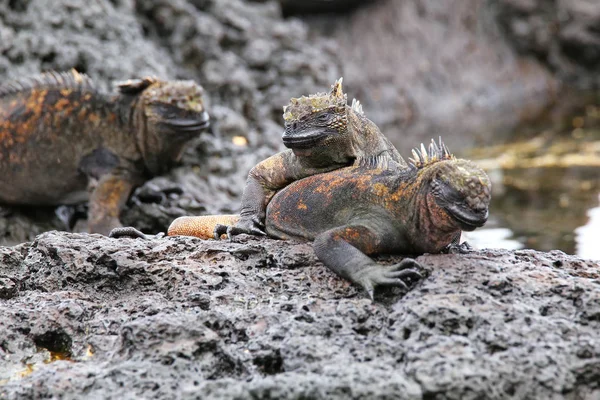 Iguanas marinas en Isla Santiago en Parque Nacional Galápagos, Ec — Foto de Stock