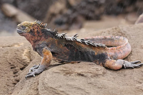 Marine iguana op Santiago eiland, Galapagos Nationaal Park, Ecuad — Stockfoto