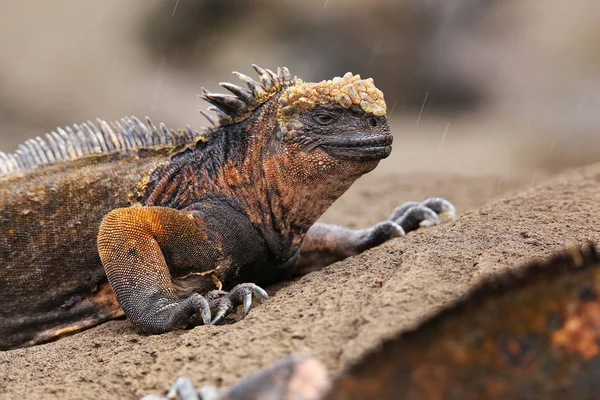 Iguana marina en Isla Santiago, Parque Nacional Galápagos, Ecuad — Foto de Stock