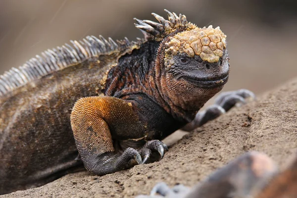 Marine iguana op Santiago eiland, Galapagos Nationaal Park, Ecuad — Stockfoto