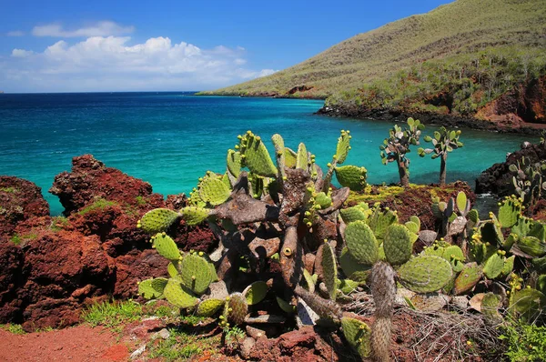 Galapagos fikonkaktus på Rabida Island i Galapagos nationella Pa — Stockfoto