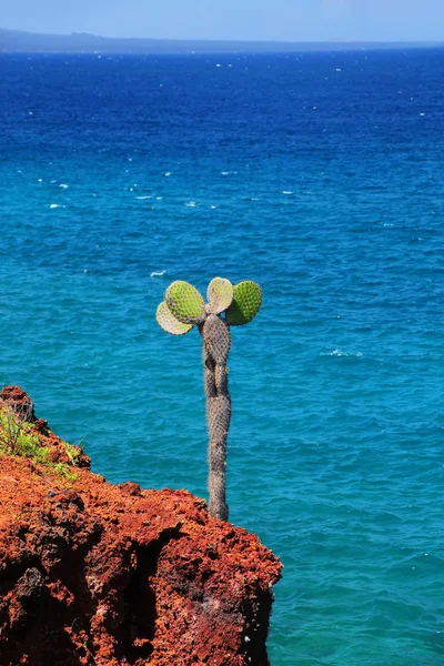 Galápagos espinosa pera en un acantilado de la Isla Rábida en Galápagos — Foto de Stock