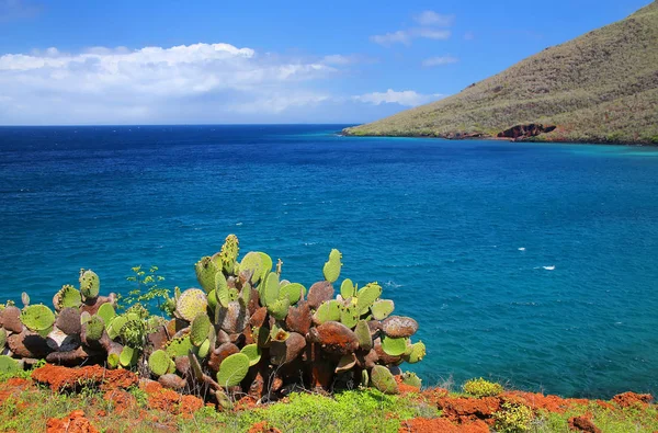 Galapagos prickly pear on Rabida Island in Galapagos National Pa — Stock Photo, Image