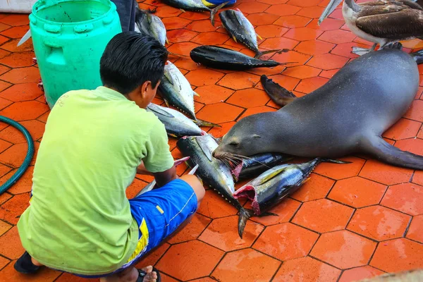 Hombre local cortando pescado en el mercado en Puerto Ayora en Santa Cr — Foto de Stock