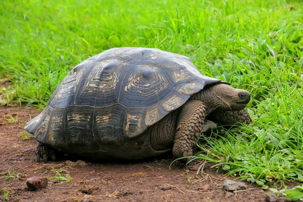 Galápagos tortuga gigante en Isla Santa Cruz en Galápagos Natio — Foto de Stock