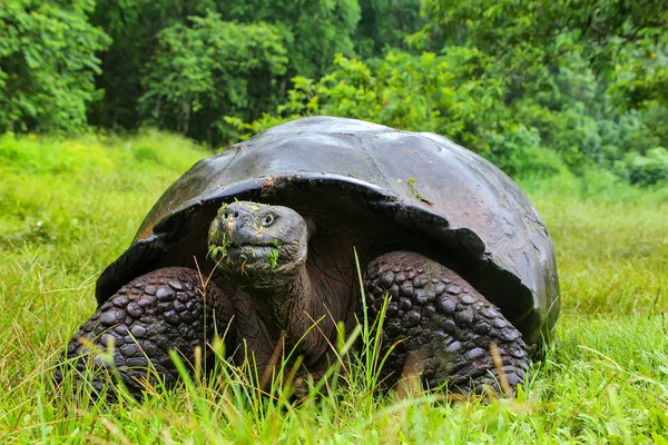 Tartaruga gigante delle Galapagos sull'isola di Santa Cruz nelle Galapagos Natio — Foto Stock