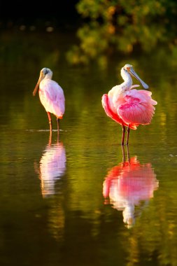Pembe Spoonbills (Platalea ajaja)