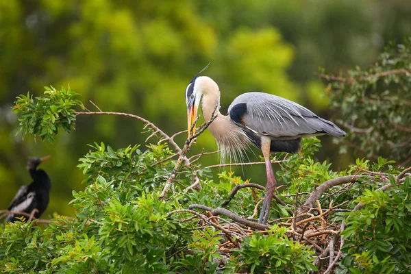 Great Blue Heron with nesting material in its beak. It is the la — Stock Photo, Image