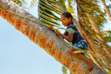 Lavena, Fiji - 27 Kasım: Tanımlanamayan çocuk ağaca tırmanıyor 
