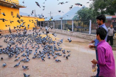 Amber, Hindistan - 13 Kasım: Kimliği belirsiz erkek A yakınındaki güvercin beslemek