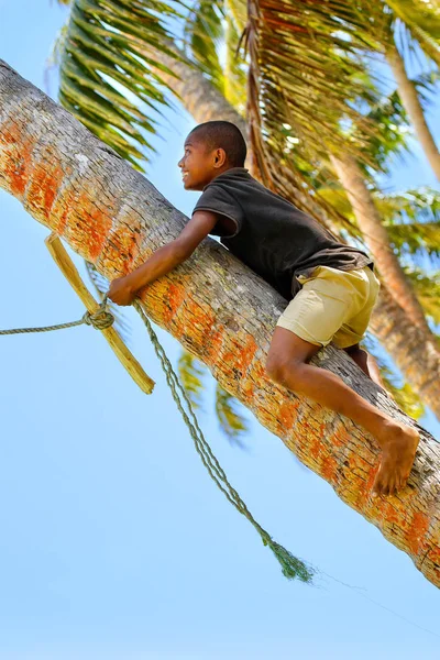 미확인된 소년을 나무를 올라 Lavena, 피지-11 월 27 일: — 스톡 사진