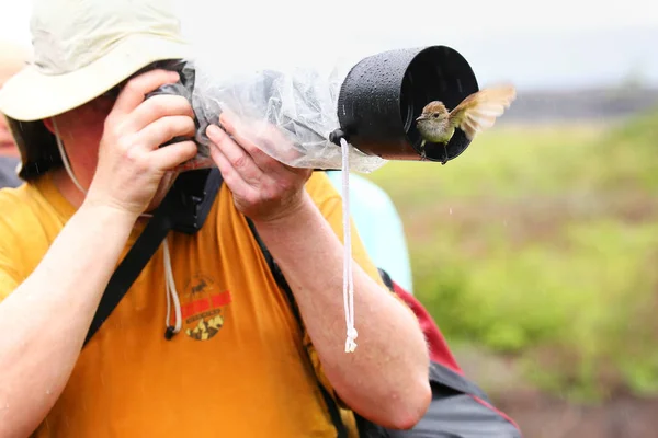 ISOLA DI SANTIAGO, ECUADOR-APRILE 22: Galapagos flycatcher siede — Foto Stock