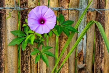 Mor Morning glory sarmaşık bitki