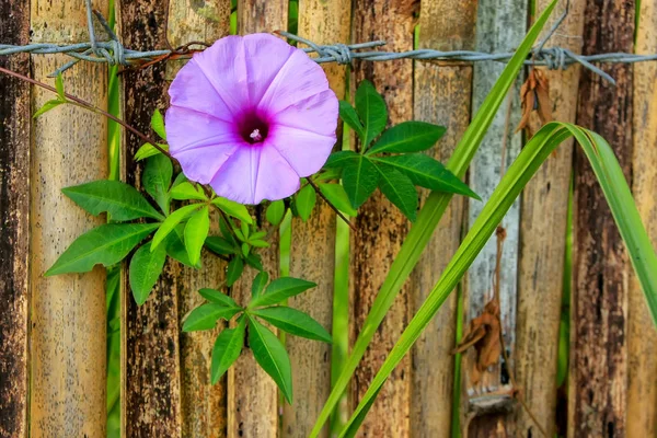 Пурпурное растение славы плюща — стоковое фото