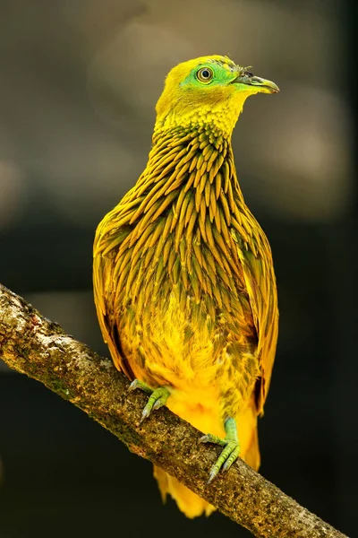 ビチレブ島、フィジー、木の上に座っている黄金の鳩 — ストック写真