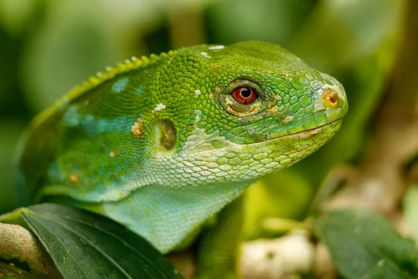 Porträt des Fiji-Leguans (brachylophus fasciatus) auf — Stockfoto