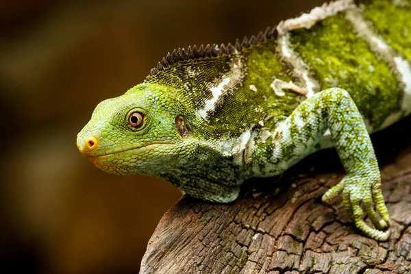 Fidżi iguana czubata (Brachylophus vitiensis), na wyspie Viti Levu Isla — Zdjęcie stockowe