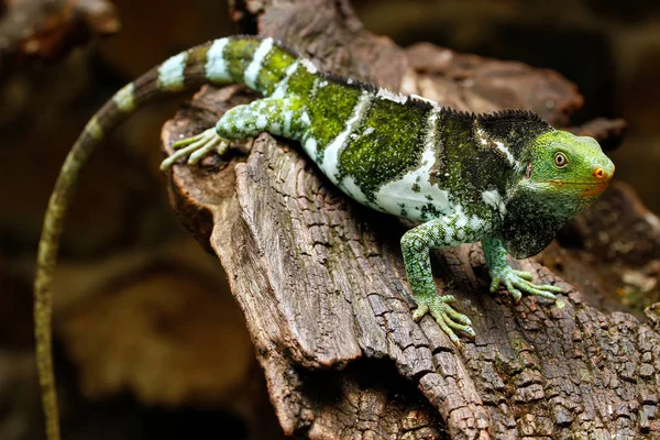 Fidżi iguana czubata (Brachylophus vitiensis), na wyspie Viti Levu Isla — Zdjęcie stockowe