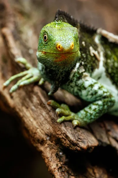 Portret Fijian crested iguana (Brachylophus vitiensis) na Vi — Zdjęcie stockowe