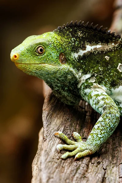 Retrato de iguana de crista fijiana (Brachylophus vitiensis) sobre Vi — Fotografia de Stock
