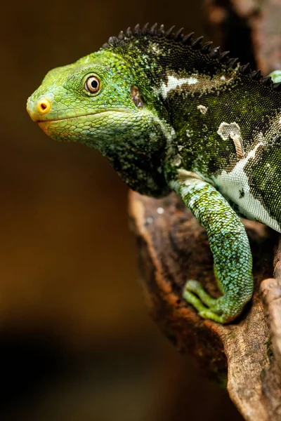 Portret Fijian crested iguana (Brachylophus vitiensis) na Vi — Zdjęcie stockowe