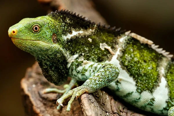 Fidżi iguana czubata (Brachylophus vitiensis), na wyspie Viti Levu Isla — Zdjęcie stockowe