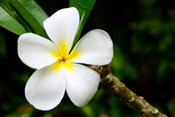 Квітки білі Живці квітів — стокове фото