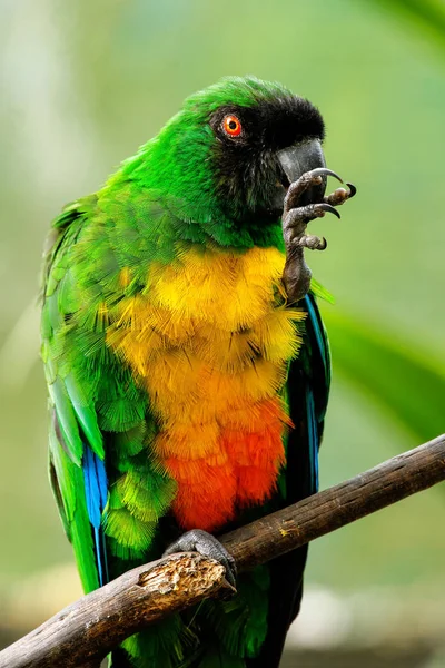 Zwavel-Breasted muskus-Parrot (Prosopeia personata) — Stockfoto