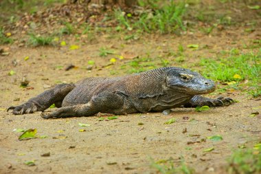 Komodo dragon Komodo Nati Rinca adada yerde yatan