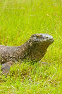 Komodo dragon Komo adasında Rinca çimlere yatan portresi