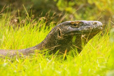 Komodo dragon Komo adasında Rinca çimlere yatan portresi