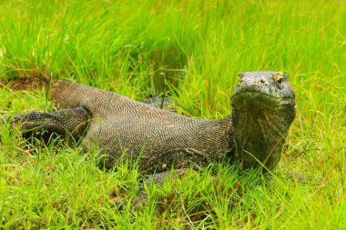 Komodo dragon Rinca Adası Komodo Ulusal çimlere yatan 