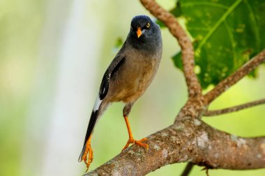 Taveuni Island, Fiji bir ağaçta oturup..... orman myna